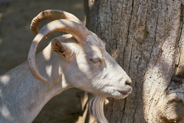 a close up of a goat near a tree, romanticism, strong jawline, a wooden, ivory, noon