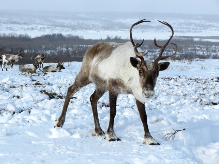 a reindeer that is standing in the snow, pexels, from wikipedia, museum quality photo, tundra, santa