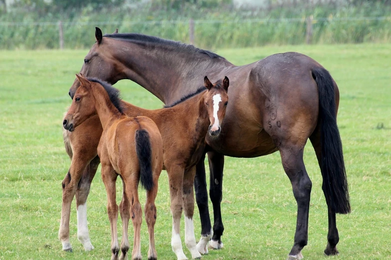 a couple of horses standing next to each other in a field, a portrait, by Alexander Fedosav, pixabay, motherly, 4 legs, trio, looking partly to the left