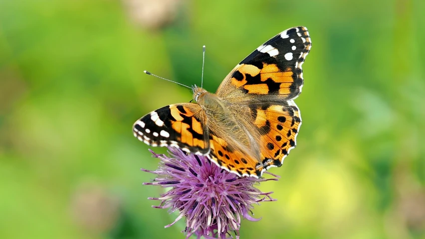 a butterfly sitting on top of a purple flower, flickr, renaissance, 🦩🪐🐞👩🏻🦳, young female, thistle, vivid colours. sharp focus. wow!