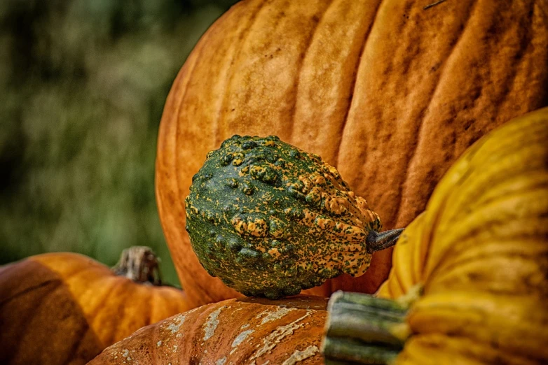 a group of pumpkins sitting on top of each other, a photo, by Maksimilijan Vanka, precisionism, gold and green, decaying rich colors!, closeup photo, 🦩🪐🐞👩🏻🦳