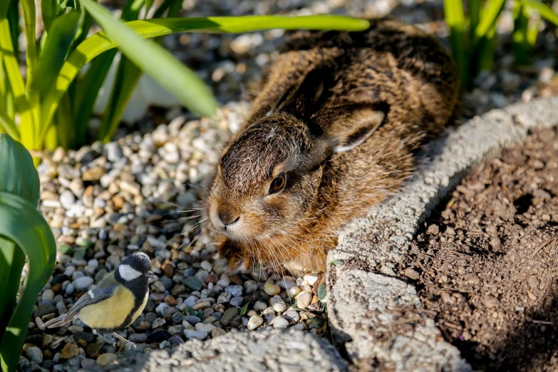 a rabbit that is laying down in the dirt, a photo, by Anna Haifisch, shutterstock, in the garden, museum quality photo, gopher, tourist photo