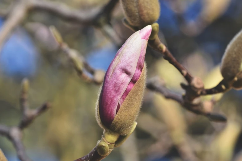 a close up of a flower bud on a tree, a macro photograph, magnolia goliath head ornaments, catalog photo