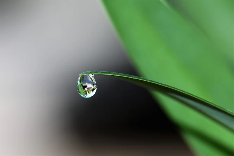 a drop of water sitting on top of a blade of grass, a macro photograph, by Jan Rustem, pixabay, minimalism, of bamboo, realistic shot, highly microdetailed, sheltering under a leaf