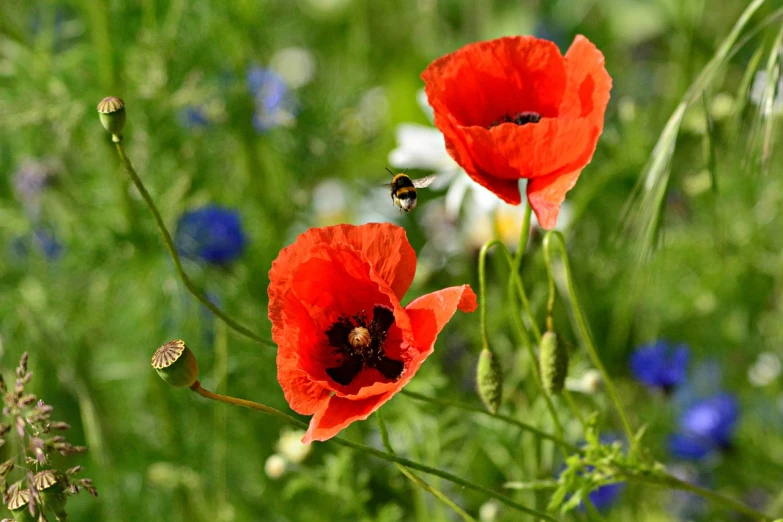 a couple of red poppies sitting on top of a lush green field, a photo, by Hans Schwarz, bees flying, (bee), red and blue, may)