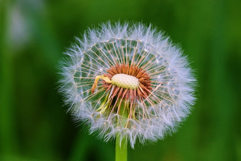 a close up of a dandelion with a blurry background, a macro photograph, by Hans Schwarz, shutterstock, all growing inside an enormous, istockphoto, fluffy green belly, photo of a beautiful