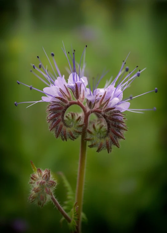 a close up of a flower with a blurry background, by Robert Brackman, flickr, hurufiyya, verbena, beautifully symmetrical, fern, thistles