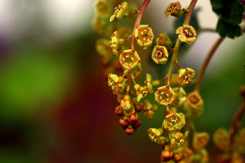 a close up of a bunch of flowers on a tree, a macro photograph, by Robert Brackman, shutterstock, hurufiyya, wearing gilded ribes, macro perspective, greenish colors, sycamore