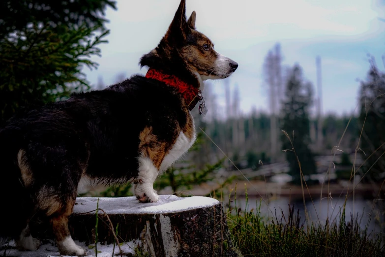 a dog standing on top of a tree stump, a portrait, by Jaakko Mattila, pexels contest winner, realism, corgi, a red bow in her hair, profile view perspective, lake view