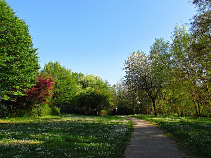 a path in the middle of a lush green park, by Istvan Banyai, flickr, happening, spring season city, blue sky, blossoms, artyom turskyi