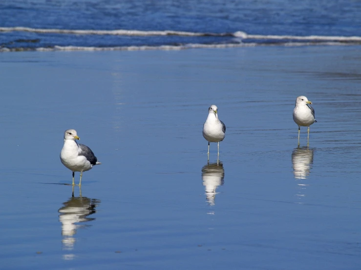 a group of seagulls standing on top of a beach, minimalism, reflections and refractions, california, three fourths view, with a cool pose