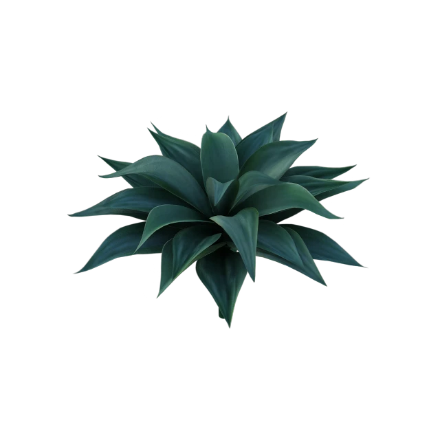 a close up of a plant on a black background, by Andrei Kolkoutine, polycount, isolated background, black blue green, bromeliads, close establishing shot