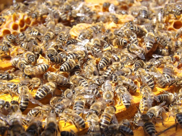a bunch of bees sitting on top of a beehive, pexels, very sunny, 1 6 x 1 6, vine, macro 20mm