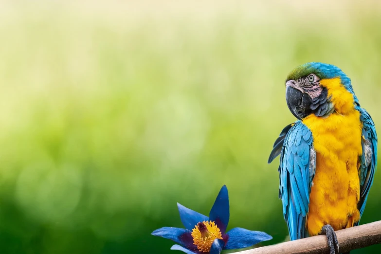 a parrot sitting on a branch next to a flower, shutterstock, fine art, green and blue and warm theme, header, vibrant colour, posed