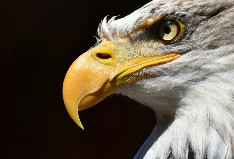 a close up of a bird of prey, by Tom Carapic, bald eagle, beak of an eagle, white eagle icon, rugged face