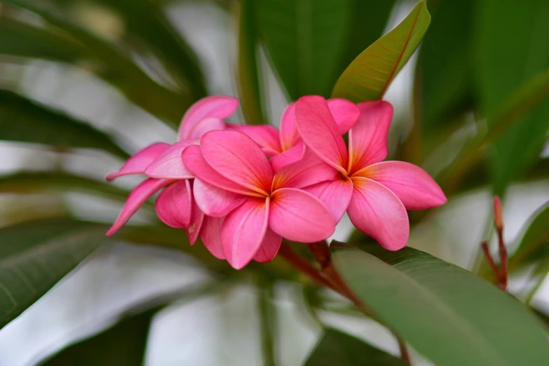a close up of a pink flower with green leaves, by Bernardino Mei, shutterstock, plumeria, tropical houseplants, beautiful flower, palm