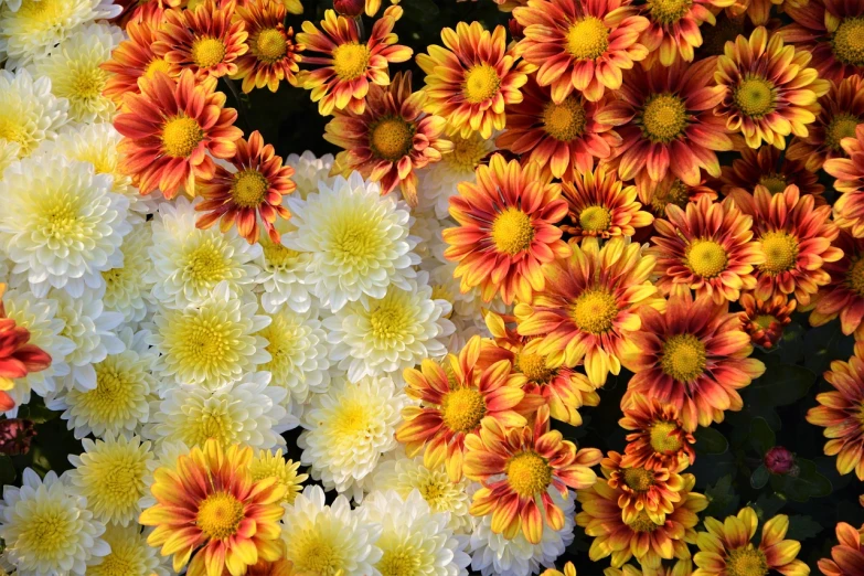 a bunch of flowers that are next to each other, by Dietmar Damerau, chrysanthemums, yellow and red, high quality product image”