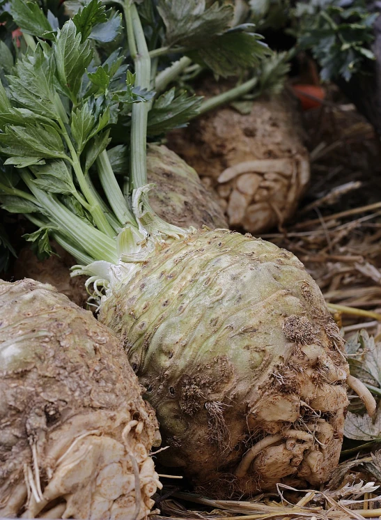 a close up of a bunch of turnips on the ground, a picture, renaissance, hastur, looking from slightly below, upper body close - up, celery man