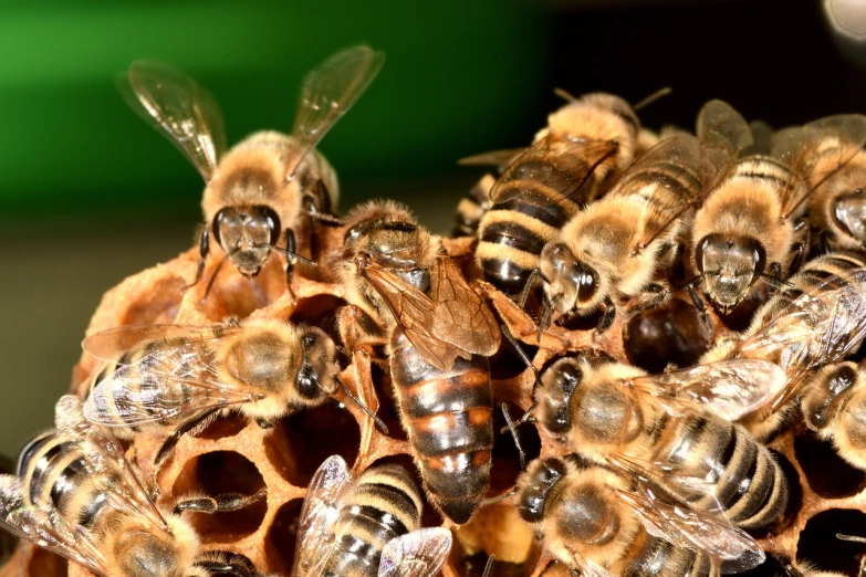 a bunch of bees sitting on top of each other, shutterstock, renaissance, highly detailed photo, family photo, 2717433015, vine