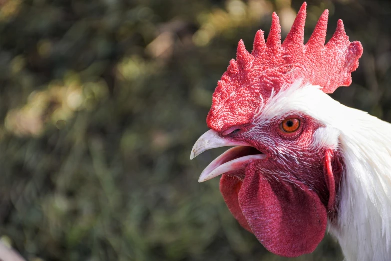 a close up of a rooster with a red comb, a portrait, shutterstock, bird mask, hyperdetailed photo, cocky expression, sunny morning