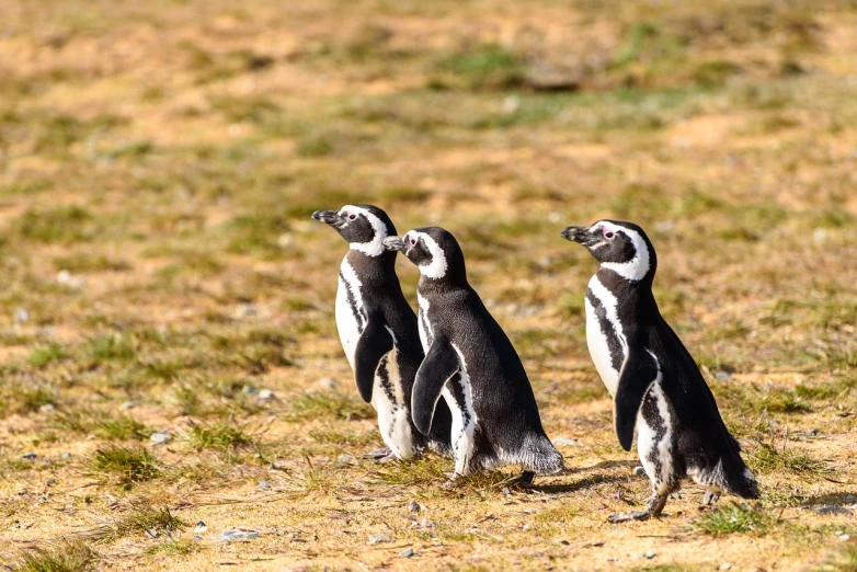 three penguins standing next to each other on a field, a portrait, shutterstock, fine art, chile, 🦩🪐🐞👩🏻🦳, 10mm, having fun in the sun