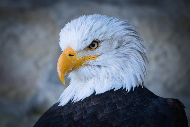 a close up of a bald eagle's head, pixabay, photorealism, with a white muzzle, photo of head, full body close-up shot, years old