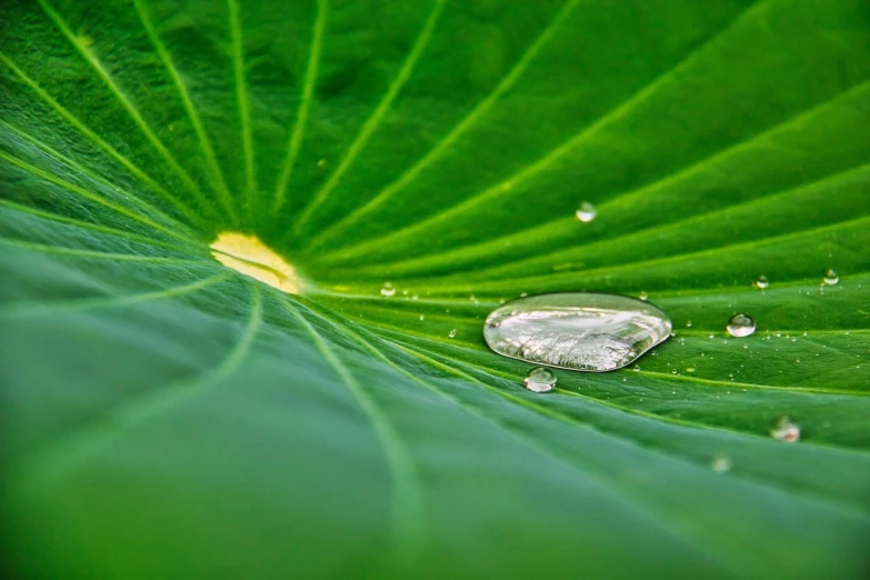 a drop of water sitting on top of a leaf, a macro photograph, lotus pond, natural geographic photography, abundent in details, microchip leaves