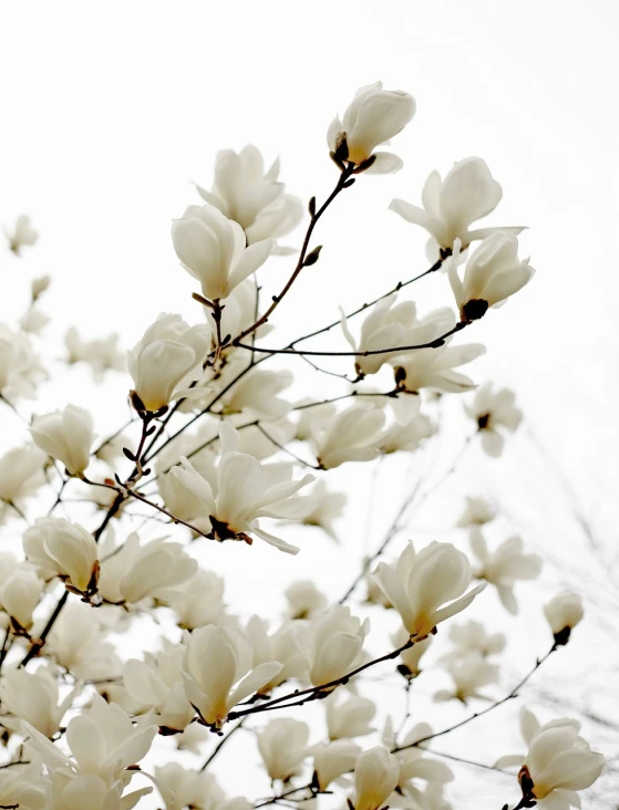 a bunch of white flowers on a tree, a photo, by Paul Davis, baroque, soft zen minimalist, jen yoon, magnolia stems, airy colors