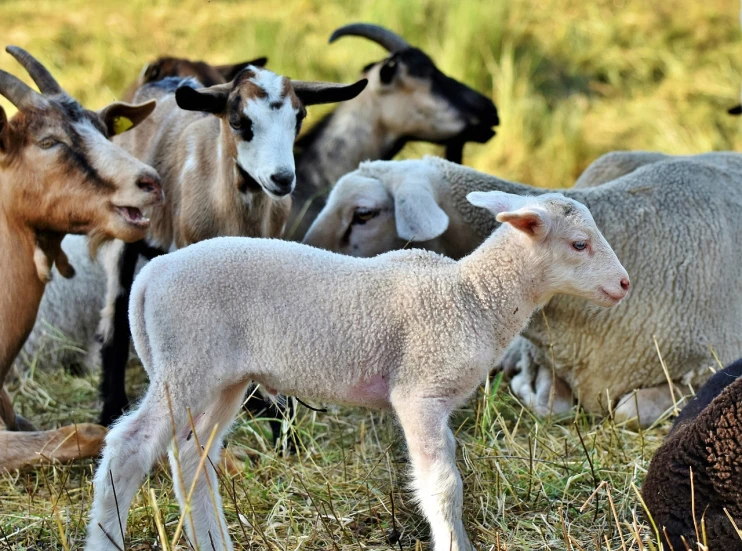 a herd of sheep standing on top of a grass covered field, a picture, trending on pixabay, renaissance, andy milonakis as a goat, young female, fresh kill, closeup photo