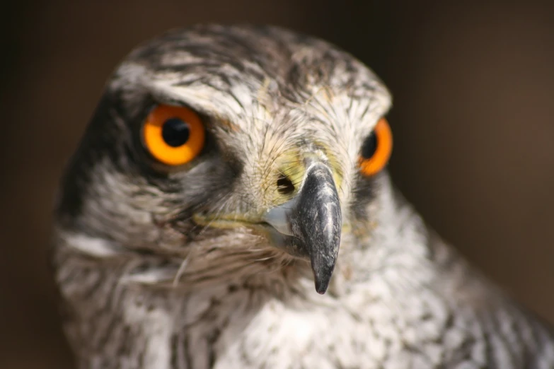 a close up of a bird with orange eyes, by Edward Corbett, flickr, hurufiyya, falcon bird face, portrait of merlin, blank stare”, depth of field”