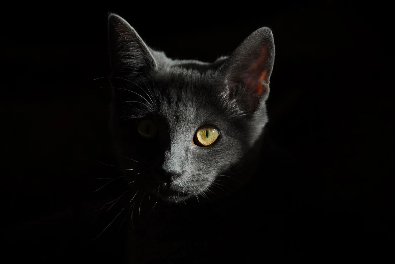 a close up of a black cat with yellow eyes, a portrait, by Maksimilijan Vanka, pixabay, glowing with silver light, underexposed grey, cat silhouette, with pointy ears