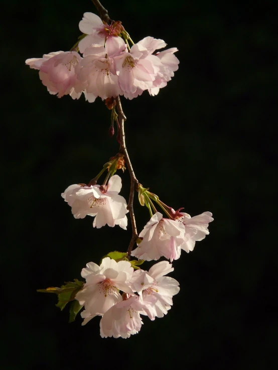 a close up of some pink flowers on a tree, a picture, by Hans Schwarz, flickr, sōsaku hanga, back light, the empress’ hanging, difraction from back light, on a dark background