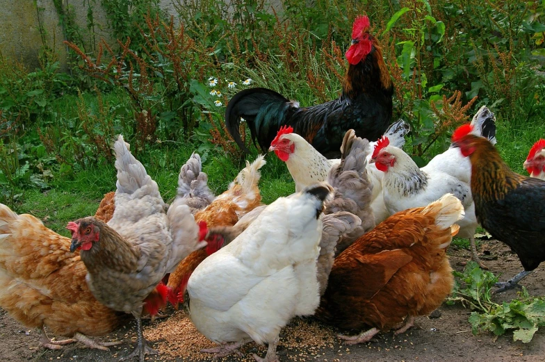 a group of chickens standing next to each other, a photo, by Linda Sutton, renaissance, permaculture, eating, grain”, elaborate composition