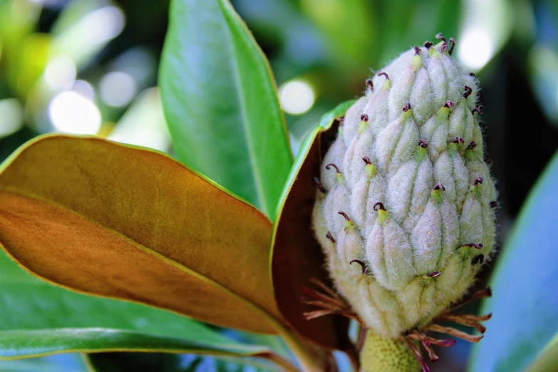 a close up of a flower bud on a tree, inspired by Jane Nasmyth, hurufiyya, tropical fruit, magnolia big leaves and stems, closeup - view, wallpaper - 1 0 2 4