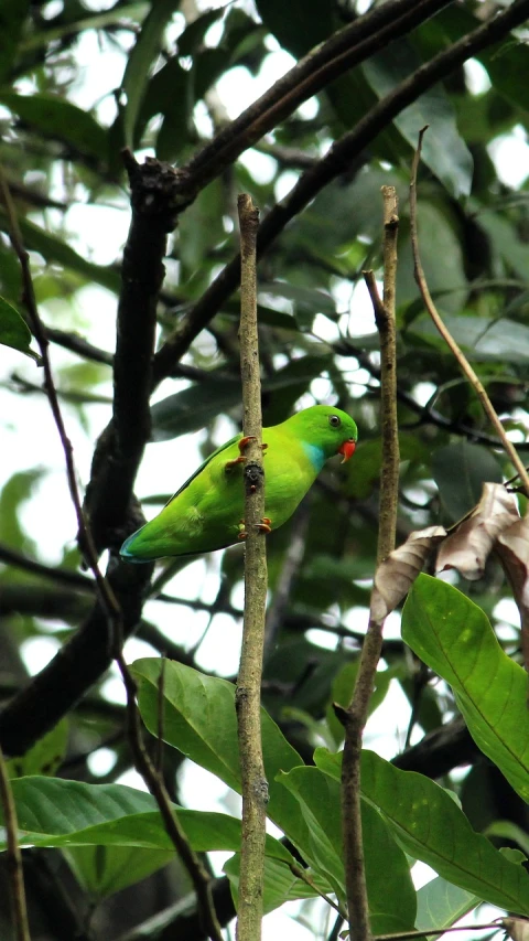 a green bird sitting on top of a tree branch, flickr, hurufiyya, amongst foliage, very colourful, a beautiful mine, kuntilanak on tree