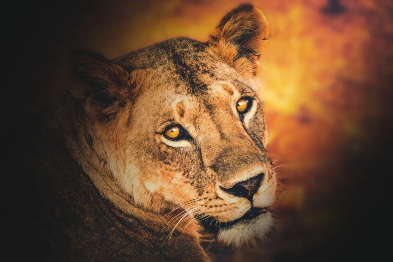 a close up of a lion's face with a blurry background, a portrait, fine art, stunning african princess, in a golden sunset sky, based on a puma, photo render