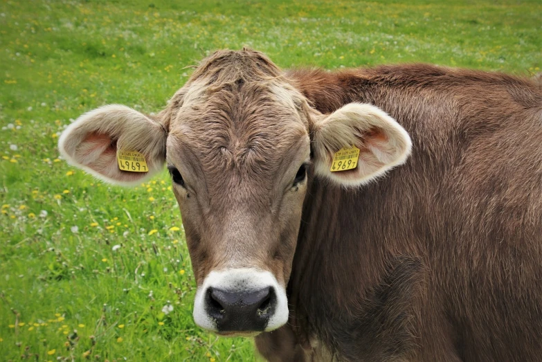 a brown cow standing on top of a lush green field, a picture, pexels, renaissance, markings on her face, ear, tjalf sparnaay, square nose