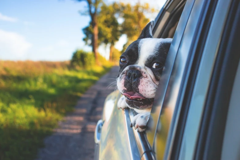 a dog sticking its head out of a car window, a picture, pexels, visual art, yeg, full view of a car, [ realistic photo ]!!, looking off to the side