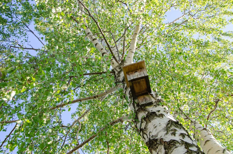 a birdhouse in the middle of a birch tree, shutterstock, bauhaus, summer siberian forest taiga, view from ground level, living tree, high quality photos