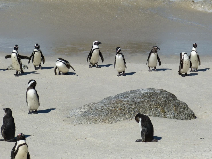 a group of penguins standing on top of a sandy beach, by Juergen von Huendeberg, pixabay, fine art, kneeling, south african coast, sunken, 1 male