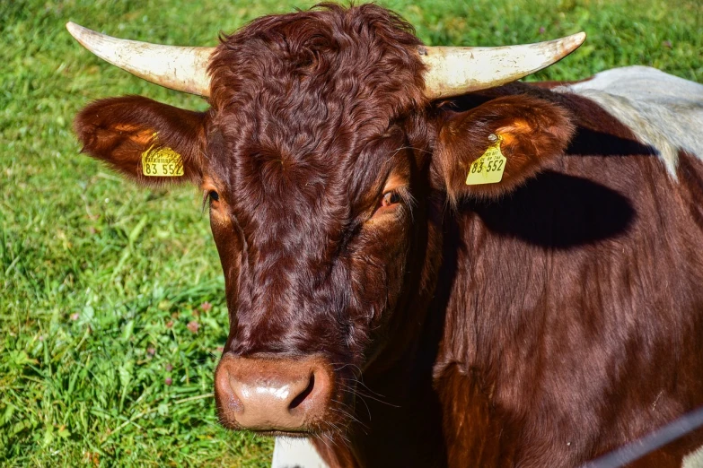 a brown and white cow standing on top of a lush green field, a portrait, pexels, photorealism, cow horns, closeup headshot, reddish, portrait of a minotaur