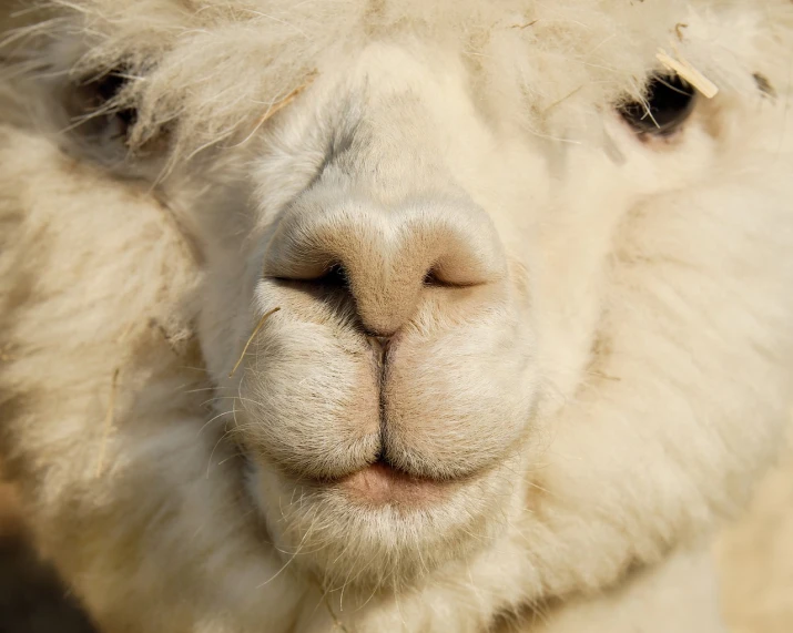 a close up of a sheep's face with a blurry background, a macro photograph, lama, with a patrician nose, high res photo, albino