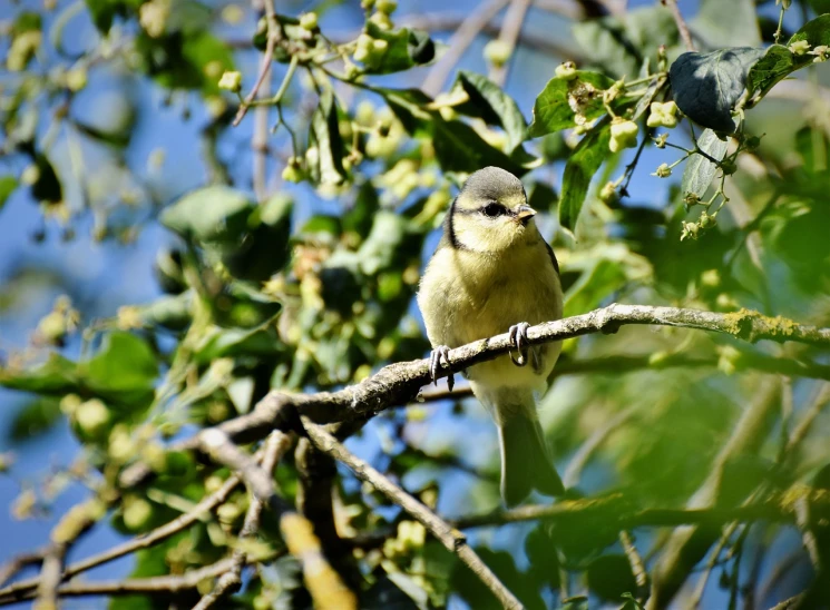 a small bird sitting on top of a tree branch, a picture, by Marten Post, shutterstock, some yellow green and blue, with fruit trees, tourist photo, img _ 9 7 5. raw