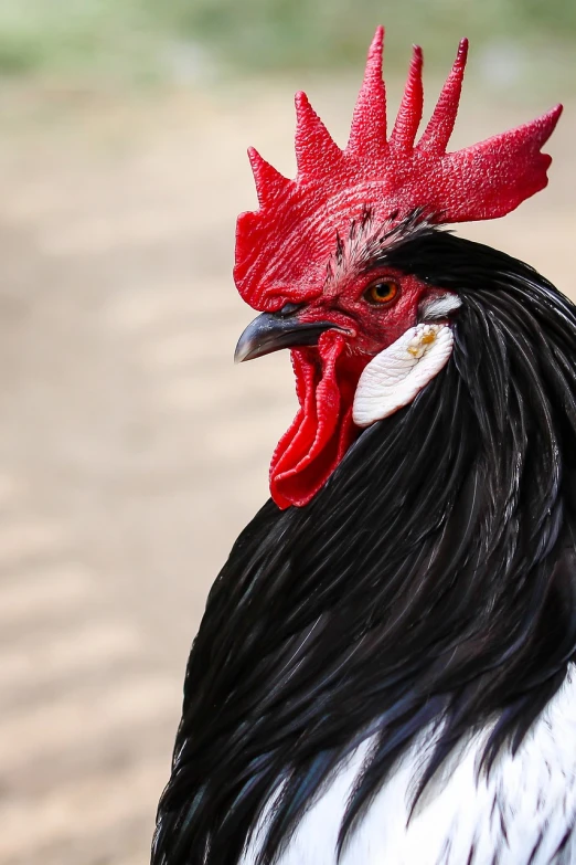 a close up of a rooster with a red comb, a photo, shutterstock, fine art, long thick shiny black beak, with a white muzzle, magnificent oval face, with a dramatic looking