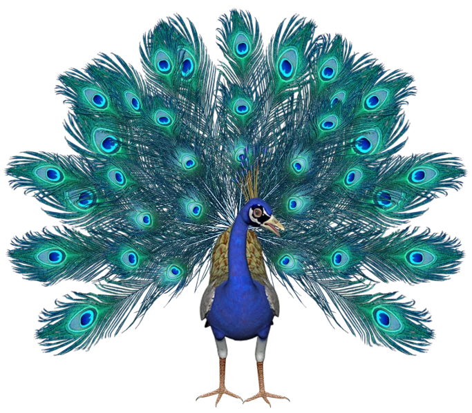 a peacock standing in front of a black background, renaissance, blue realistic 3 d render, very silly looking, 2 0 1 0 photo, photoshop