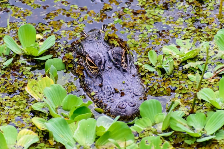 a close up of an alligator in a body of water, a stock photo, shutterstock, lying on lily pad, scene from louisiana swamps, museum quality photo, highly saturated