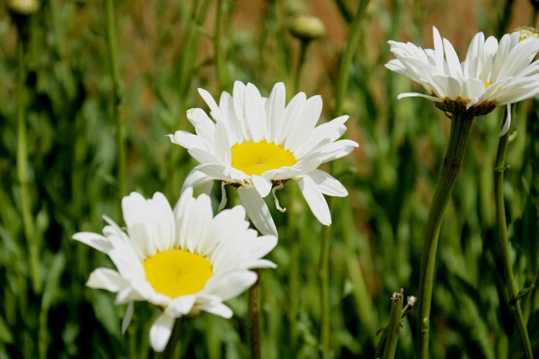 a group of white and yellow flowers in a field, a portrait, minimalism, bangalore, shallow depth of field hdr 8 k, daisy, 3 are spring