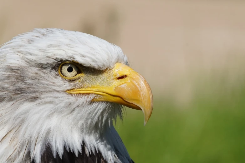 a close up of a bald eagle's head, a portrait, by Dietmar Damerau, today\'s featured photograph 4k, outdoor photo, with a white muzzle, with a yellow beak