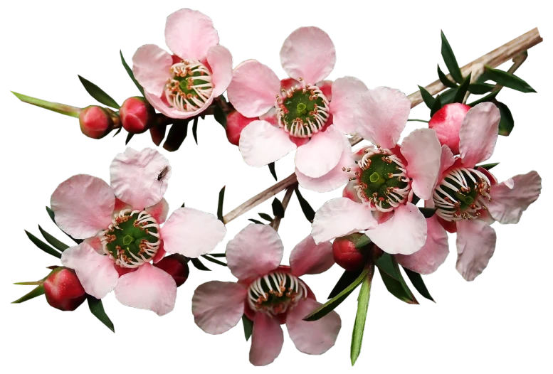 a close up of a bunch of pink flowers, a digital rendering, by Elizabeth Durack, nothofagus, panorama, manuka, stunning photo