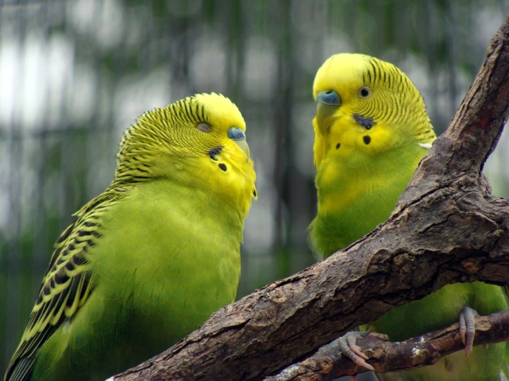 two yellow parakeets sitting on a tree branch, flickr, green pupills, grain”, watch photo